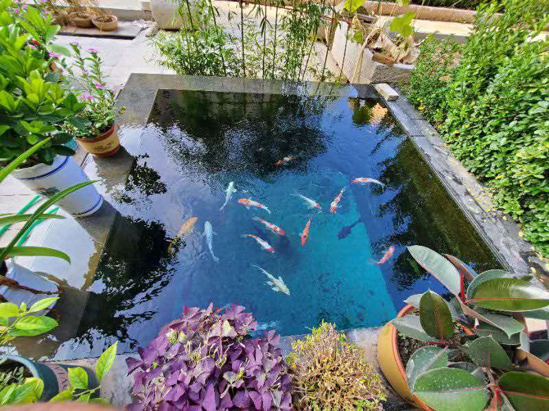 濟(jì)寧藝水芳源魚(yú)池過(guò)濾器客戶(hù)實(shí)地效果展示