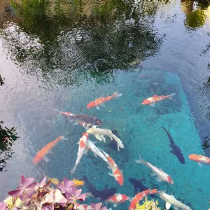 濟(jì)寧藝水芳源魚(yú)池過(guò)濾器客戶(hù)實(shí)地效果展示